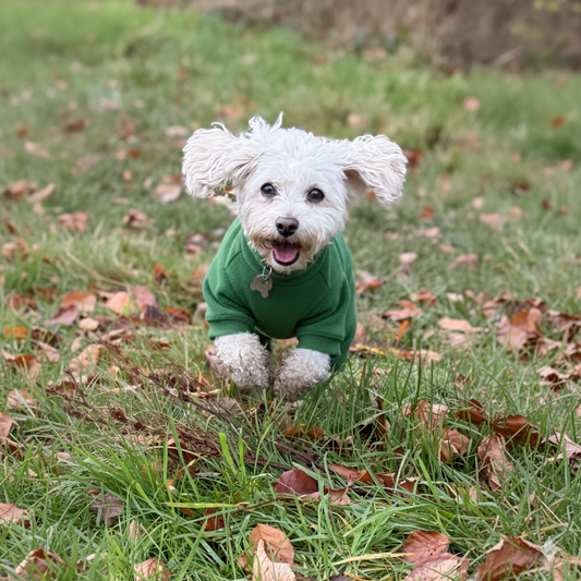 Small white dog wearing a green sweater running on grass with fallen leaves.
