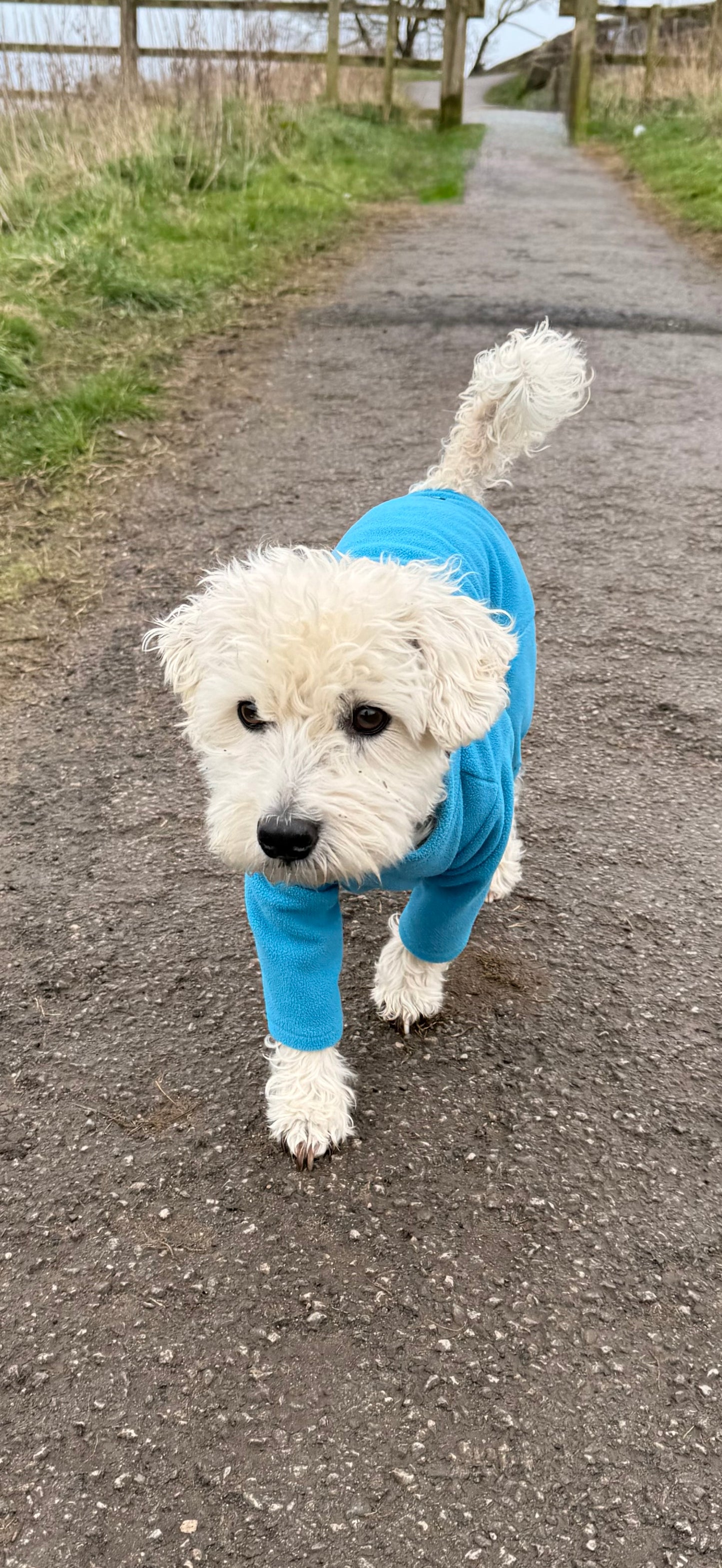 Four-Leg Dog Fleece — Mud-Resistant Stretch Fit