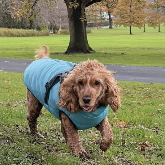 Dog wearing a blue coat in a park setting