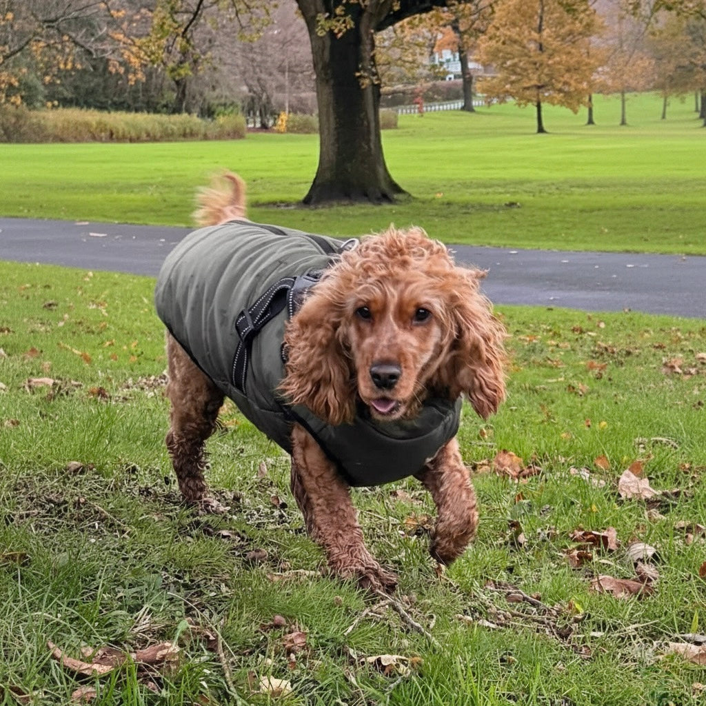 Dog wearing a grey coat in a park setting