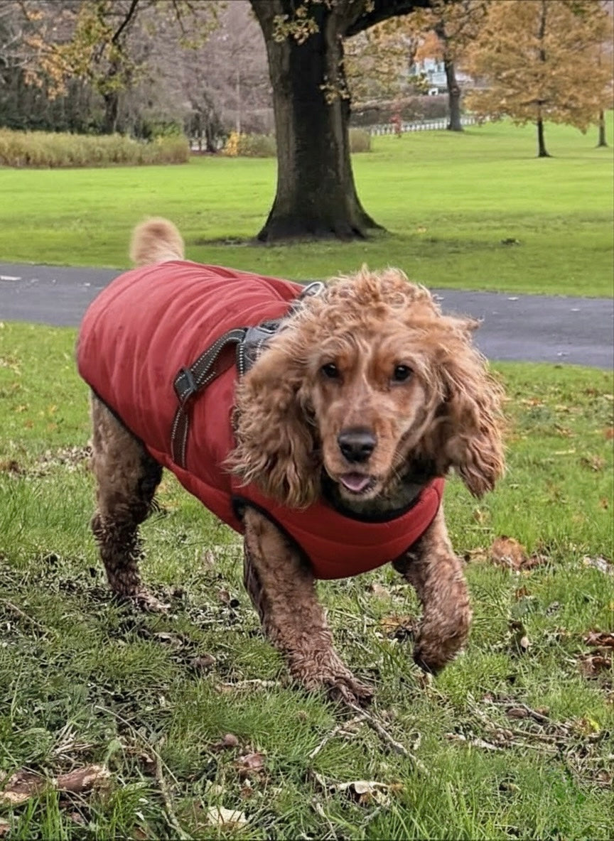 Dog wearing a red coat in a park setting